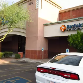 Banfield Pet Hospital® - Mesa North