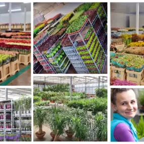 Groothandel voor planten en bloemen in Houthulst