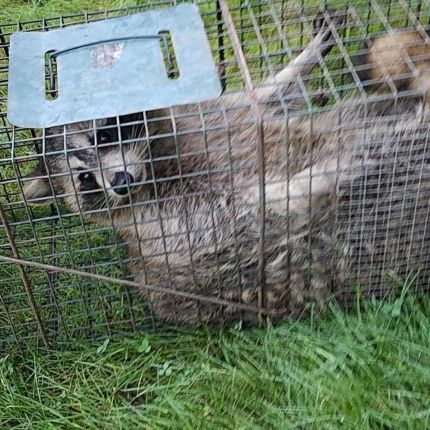 Λογότυπο από fur and feather wildlife removal