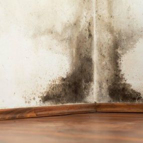 We also do mold remediation and asbestos removal to keep you safe in your home.