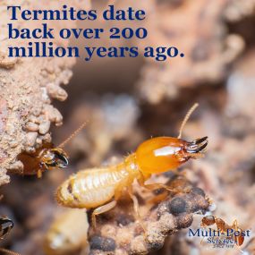 We offer the best quality of bed bug extermination, termite extermination, ant extermination, and mice extermination services.