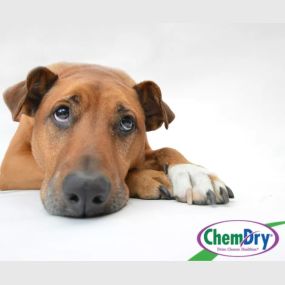 With P.U.R.T all the stains and smells from your pet will be removed from your carpet. Call Chemdry today!