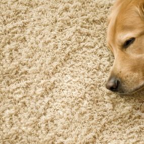 You and your dog can rest easy once again! With the revolutionary process called P.U.R.T.®, Chem-Dry Of Napa Valley can attack urine crystals hidden in the carpet fibers. Finally your carpet will be free of old stains and bad odors.