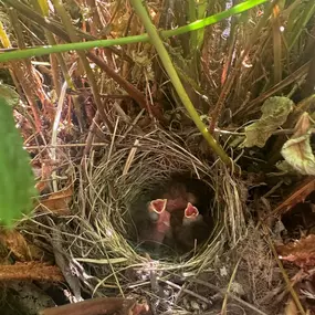 Look at these little cuties in one of our plants !  Baby Junco's