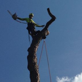 Call us for expert tree removal service!