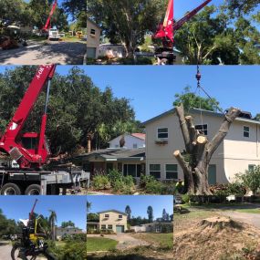 Call us for expert tree removal service!