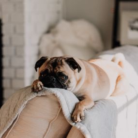 Pet dander can get trapped in your upholstery, let us remove it.