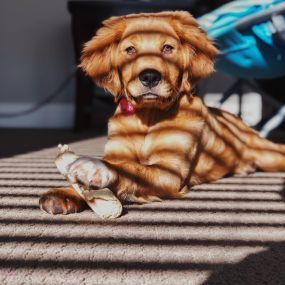 Remove 98% of the pet dander trapped in your carpet with Ivy Green Chem-Dry in Corona CA!