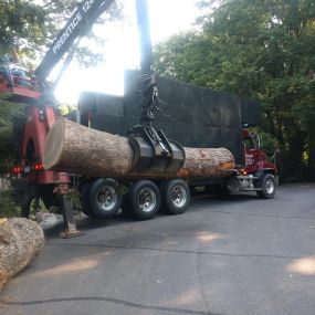 Cope Tree Service & Mulch Delivery -  Expert Tree Removal