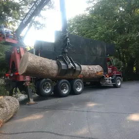 Cope Tree Service & Mulch Delivery -  Expert Tree Removal