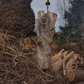 Cope Tree Service & Mulch Delivery -  Expert Tree Removal