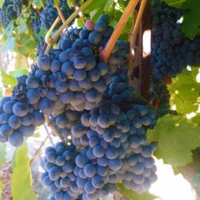 Bild von Rose Vineyards and Winery