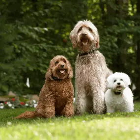 We install and service Outdoor Pet Fence Containment Systems.