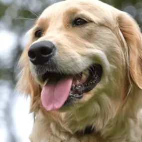 We install and service Outdoor Pet Fence Containment Systems.