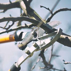 Prevent disease and other issues with timely late-winter pruning.