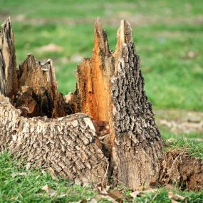 Let the experts at JB Tree Care & Landscaping take care of the unsightly or unsafe tree stumps on your property. Whether they are big or small, our team provides professional and efficient stump removal services, give us a call today!