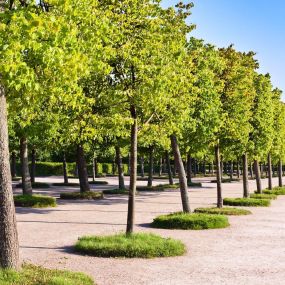 At JB Tree Care & Landscaping, we provide large property tree care and landscape services for commercial and residential buildings. Our services include shrub pruning and trimming, branch removal, mulch bed installation, and much more.
