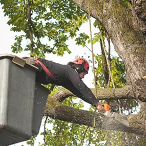 A full range of services ensure the health and longevity of your trees.