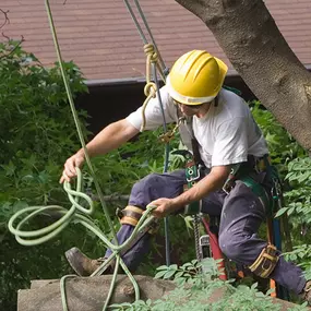 JB Tree Care & Landscaping has provided unbeatable tree care and landscape service to the western Twin Cities metro for over 30 years. We pride ourselves on providing exceptional, quality work and unparalleled customer service.