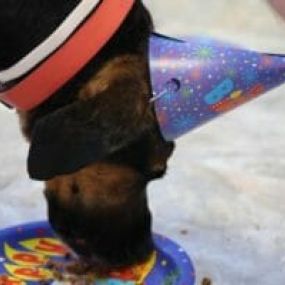 Birthday parties at Doggie Paddles!