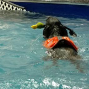 Swimming fun at Doggie Paddles!
