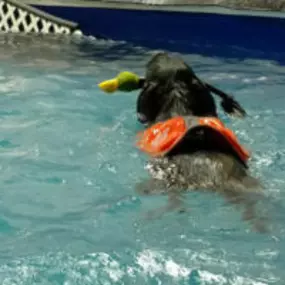 Swimming fun at Doggie Paddles!