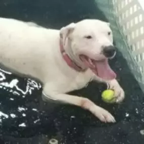 Swimming fun at Doggie Paddles!