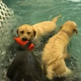 Swimming fun at Doggie Paddles!