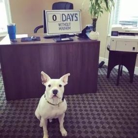 Sully just reminding you that Mayhem never takes a day off. Call us for a quote today and say Sully sent you!