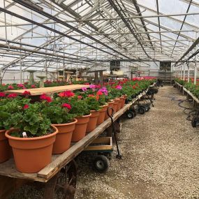 Bild von Lancaster Greenhouse & New Leaf Market