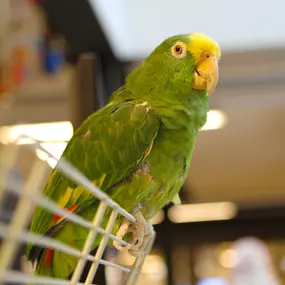 Dierenspeciaalzaak Het Molentje