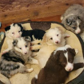 Bild von High Plains Sheltie and Border Collies