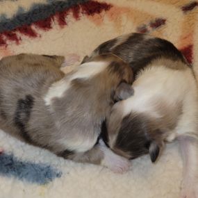 Bild von High Plains Sheltie and Border Collies