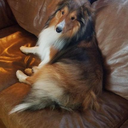 Logo de High Plains Sheltie and Border Collies