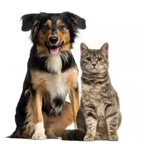 DOG PRODUCTS
FOOD
Dry Food
Wet Food