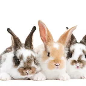 HABITATS & ACCESSORIES
Cages & Habitats
Hutches
Bedding & Litter
Feeding Supplies
Toys & Habitat Accessories