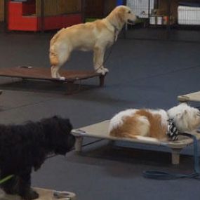 Premier Dog Training in Charlotte