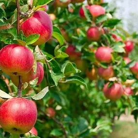 Bild von OVOCNÁŘSTVÍ - SOUKR. ZEMĚDĚLEC - Ing. KRUML JOSEF