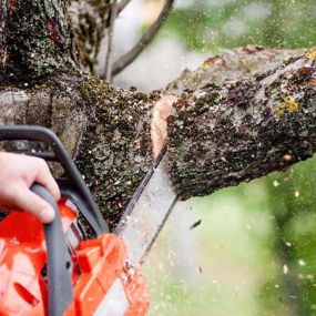 Windy days and storms can impact trees and limbs. Our professional tree trimming and tree removal team is ready to help clean up situations created by storms and wind damage.
