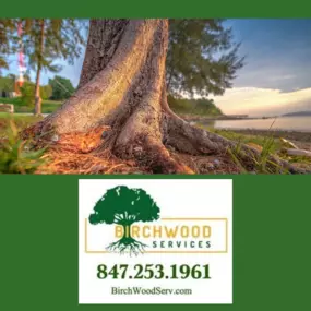 Bild von Birchwood Tree Services