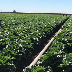 Irrigation Piping from RDO Water in Brawley, CA