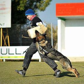 adiestrar-perro-en-tarragona.jpg