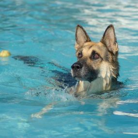 hotel-para-perros-en-tarragona.jpg