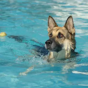 hotel-para-perros-en-tarragona.jpg