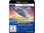 Humpback Whales 4K Ultra HD Blu-ray