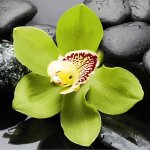 Eurographics Deco Glass Green Orchid 20 cm x 20 cm