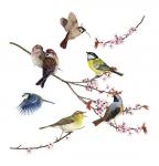 Komar Window-Sticker ´´Birds´´