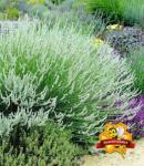 Weißer Lavendel, 3 Pflanzen Lavandula