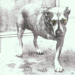 ALICE IN CHAINS Alice in Chains auf CD