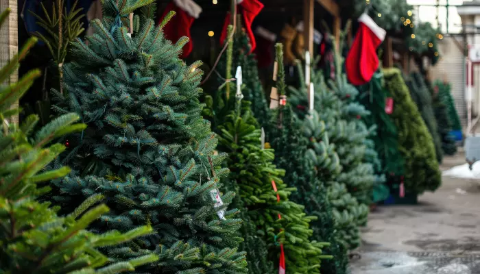 Weihnachtsbäume in Artern (Unstrut)